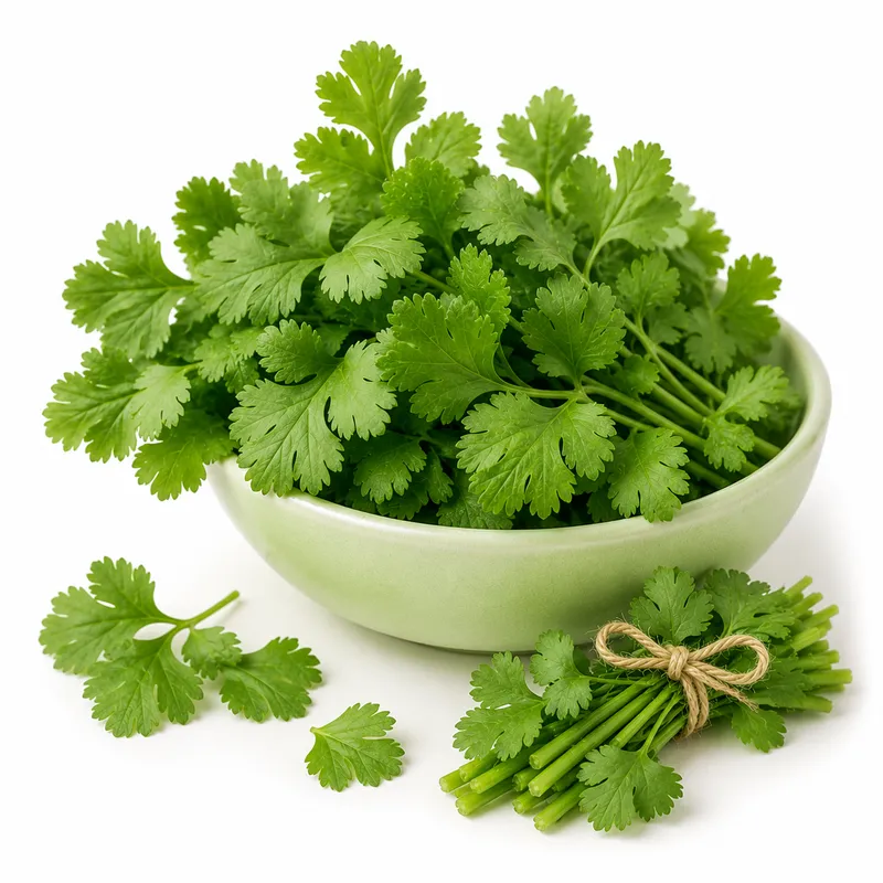 Cilantro